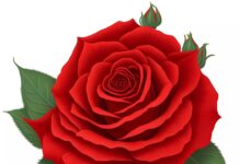 generated by ai, red rose, rose-8009437.jpg