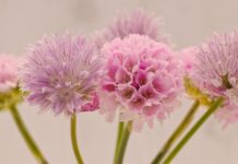 hd wallpaper, chives, flowers-8019609.jpg