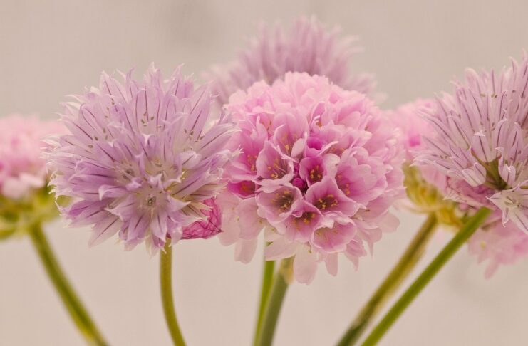 hd wallpaper, chives, flowers-8019609.jpg