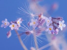 hd wallpaper, spring, flowers-4184594.jpg