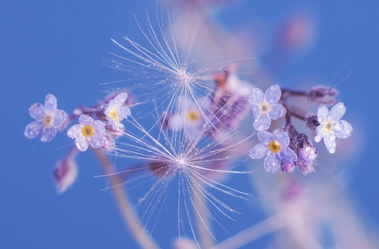 hd wallpaper, spring, flowers-4184594.jpg
