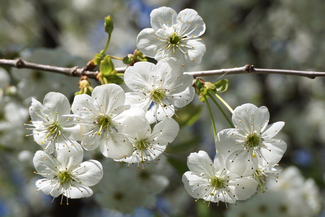 plum flowers, flowers, branch-8011561.jpg