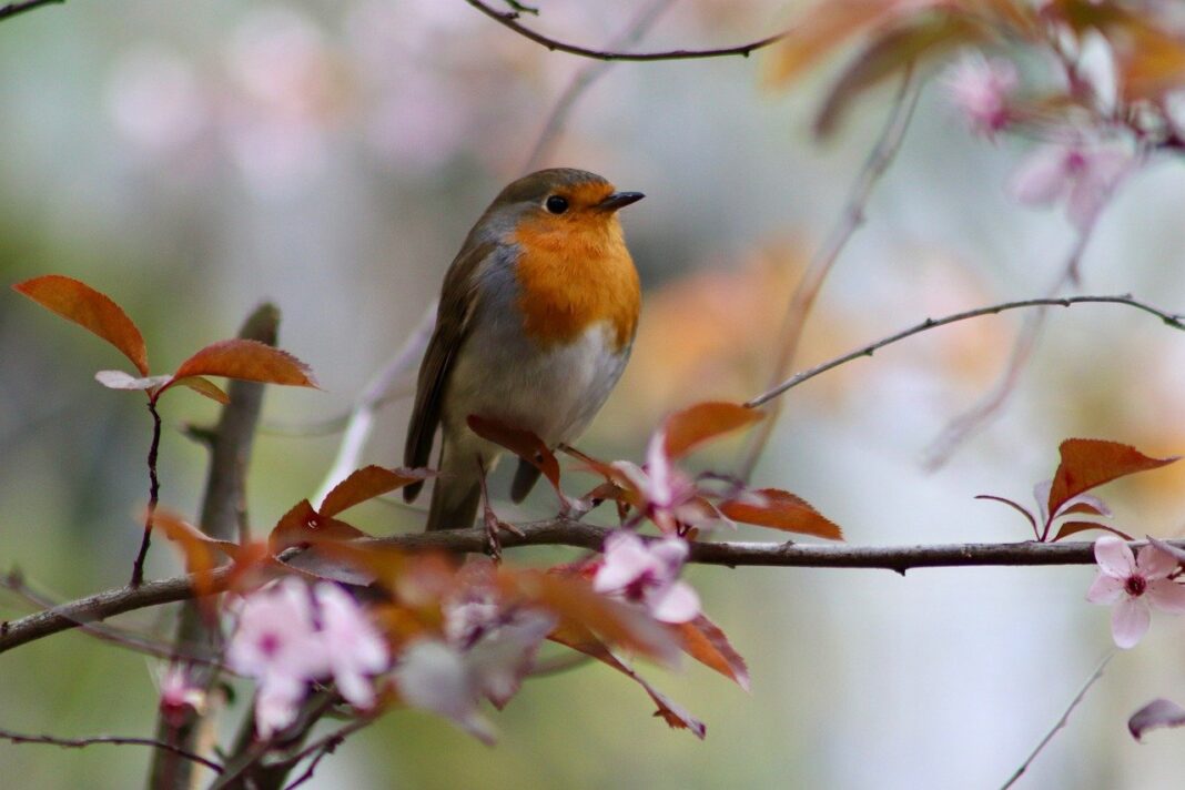 robin, songbird, garden bird-8003945.jpg