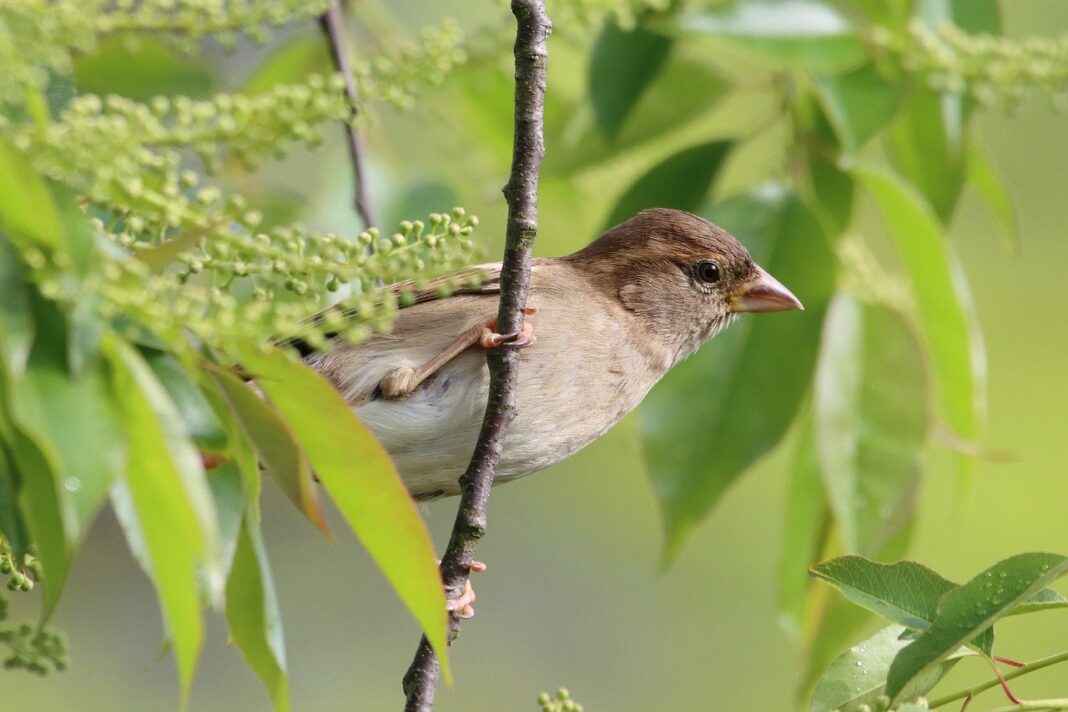 sparrow, bird, animal-8004429.jpg