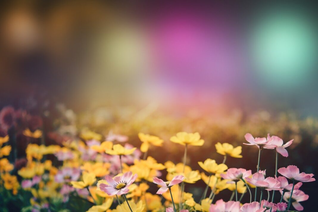 spring, flowers, fantasy-8006856.jpg