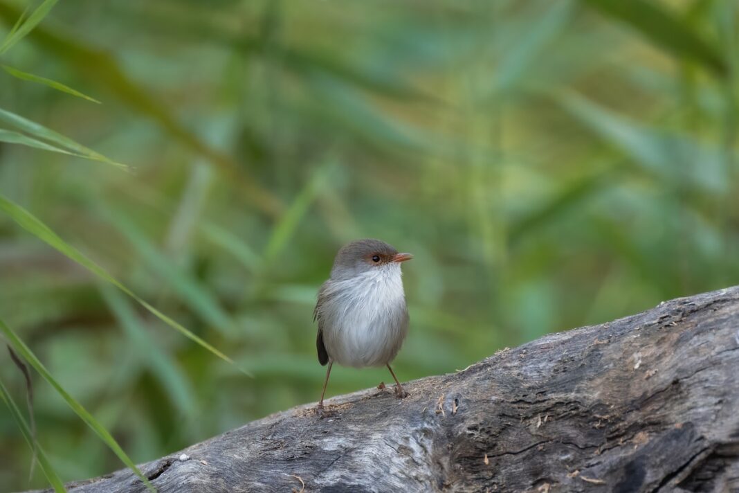 superb fairywren, fairywren, wren-7966952.jpg