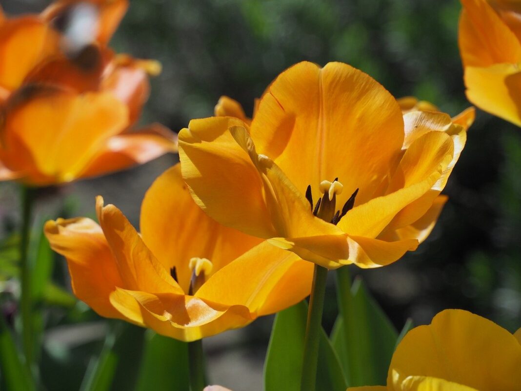 tulips, blossoms, spring-7985863.jpg
