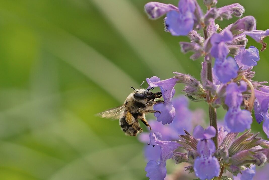 bee, beautiful flowers, flower background-8049115.jpg