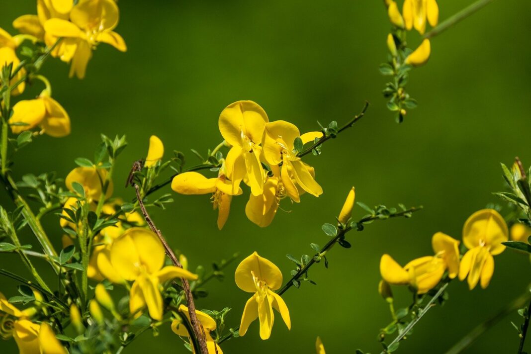 broom, flower, yellow-8044020.jpg