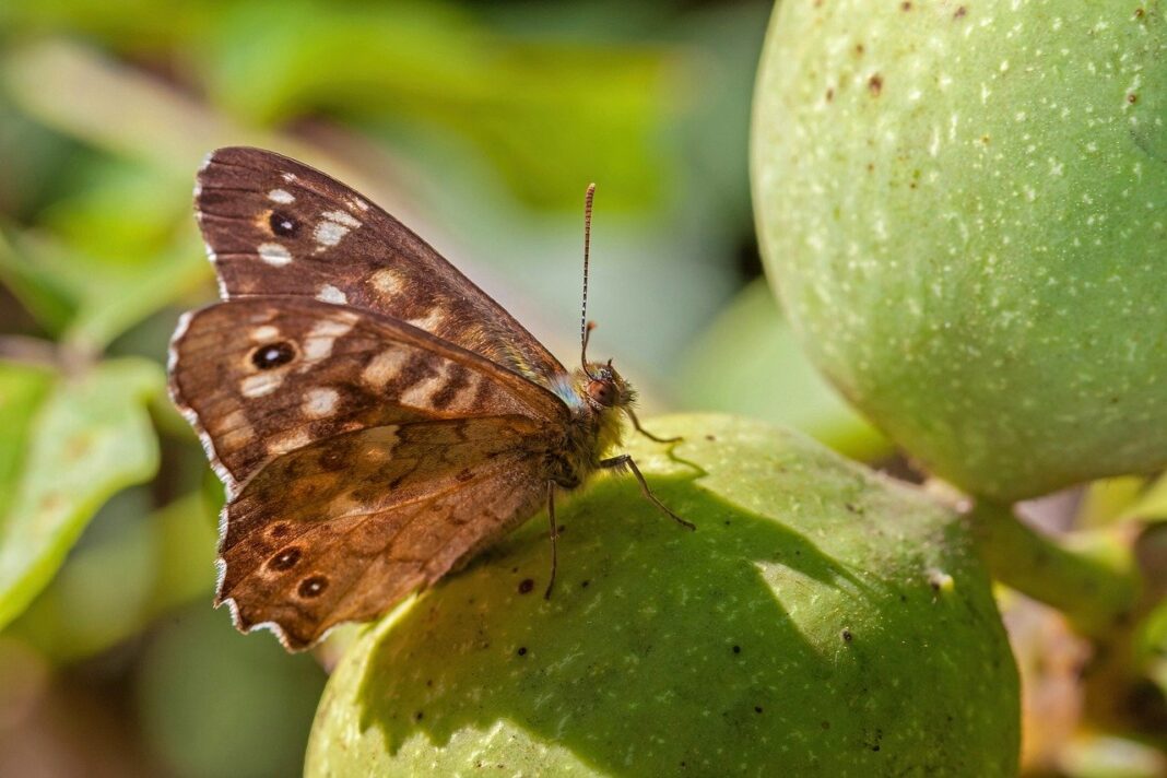 butterfly, insect, wings-8047187.jpg