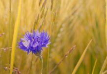 cornflower, flower, nature wallpaper-8032088.jpg