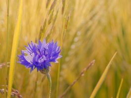 cornflower, flower, nature wallpaper-8032088.jpg