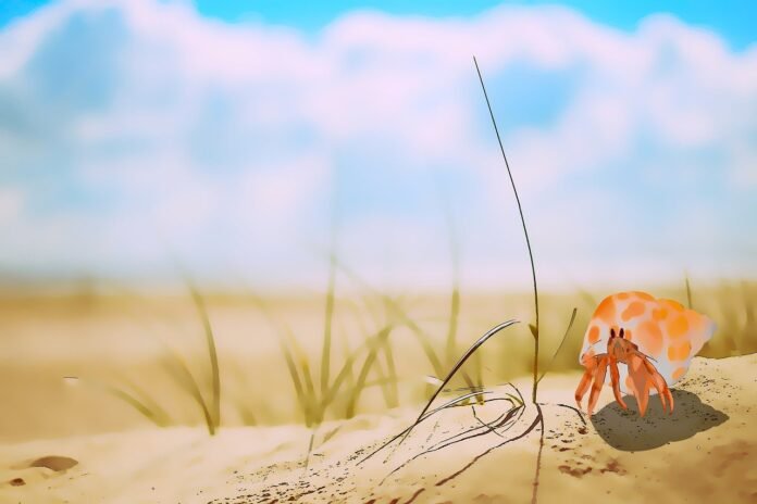 crab-4k-hermit-crab-8041055 crab, 4k, hermit crab-8041055.jpg