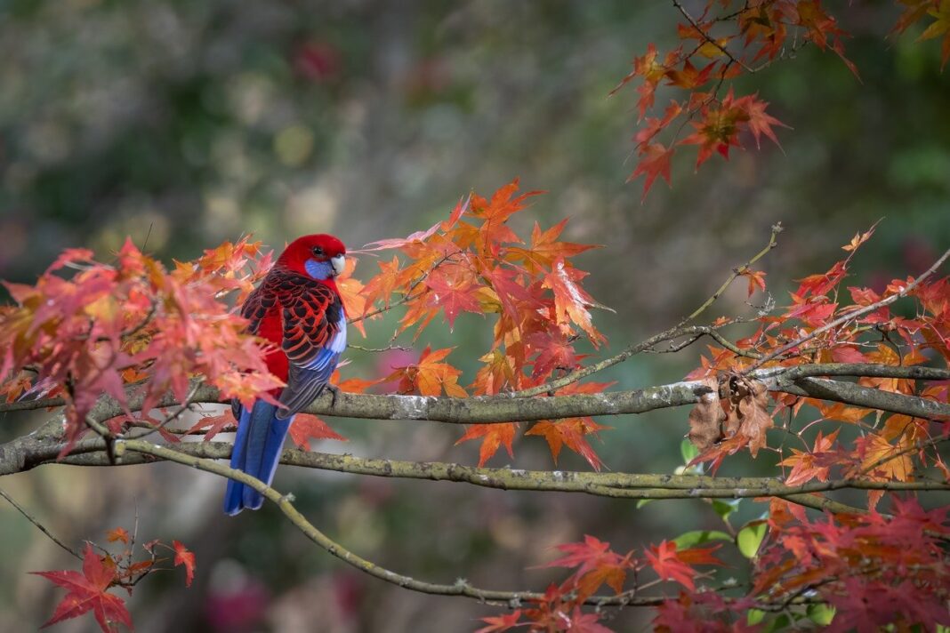 crimson rosella, parrot, bird-8020885.jpg