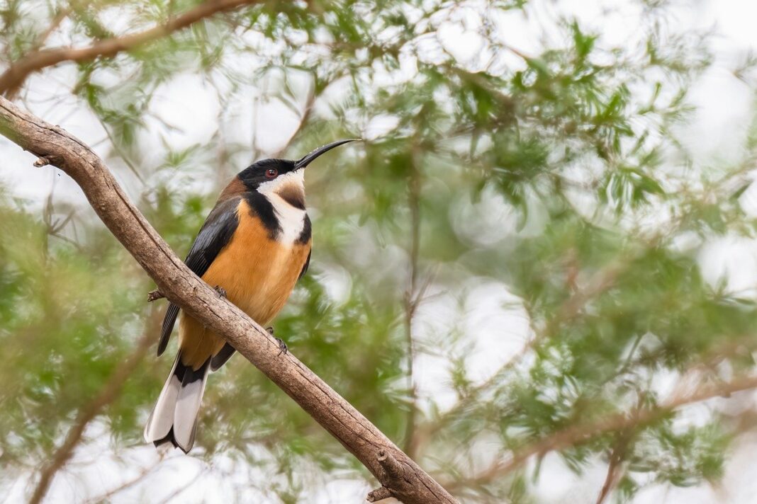 eastern spinebill, bird, animal-8021395.jpg