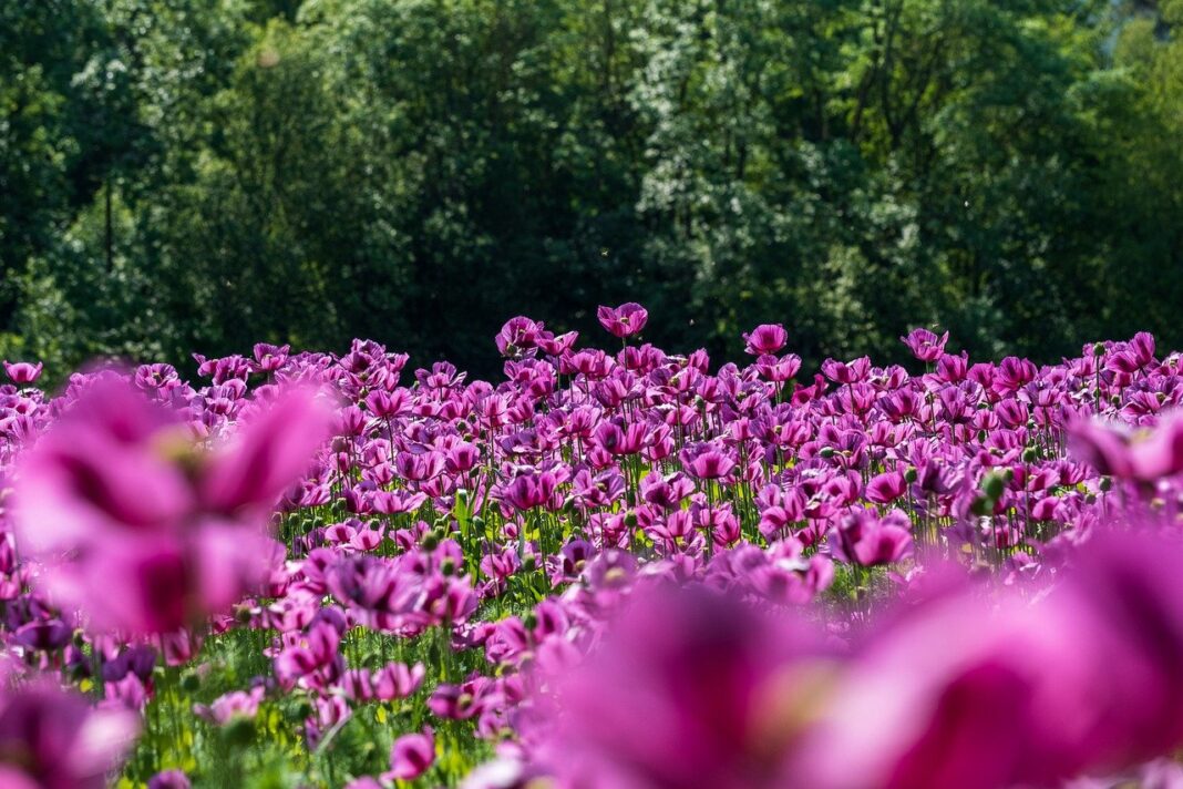 field, poppies, blossoms-8031103.jpg