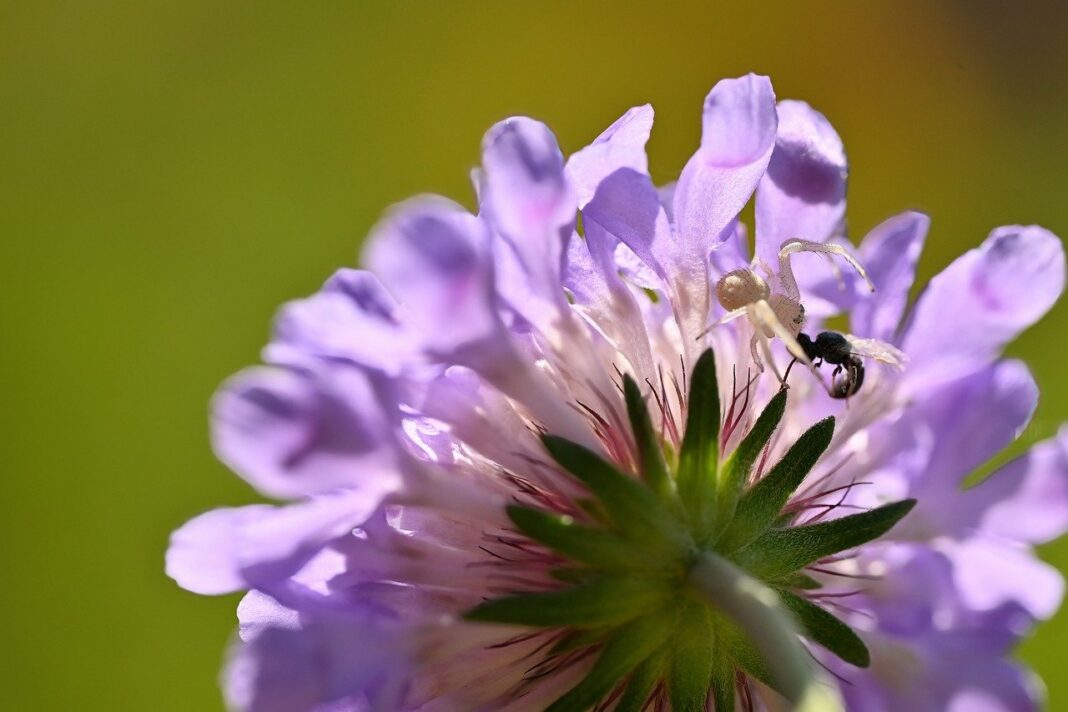 flower, spider, bug-8084011.jpg