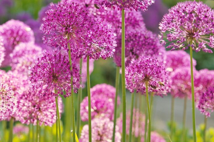 flowers-nature-wallpaper-beautiful-flowers-8040063 flowers, nature wallpaper, beautiful flowers-8040063.jpg