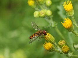 hoverfly, insect, flowers-8064749.jpg