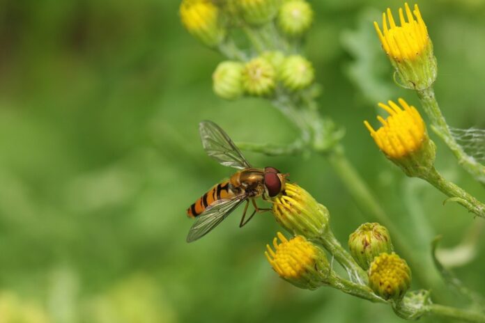 hoverfly, insect, flowers-8064749.jpg