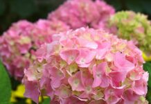 hydrangea, flowers, pink flowers-8045136.jpg