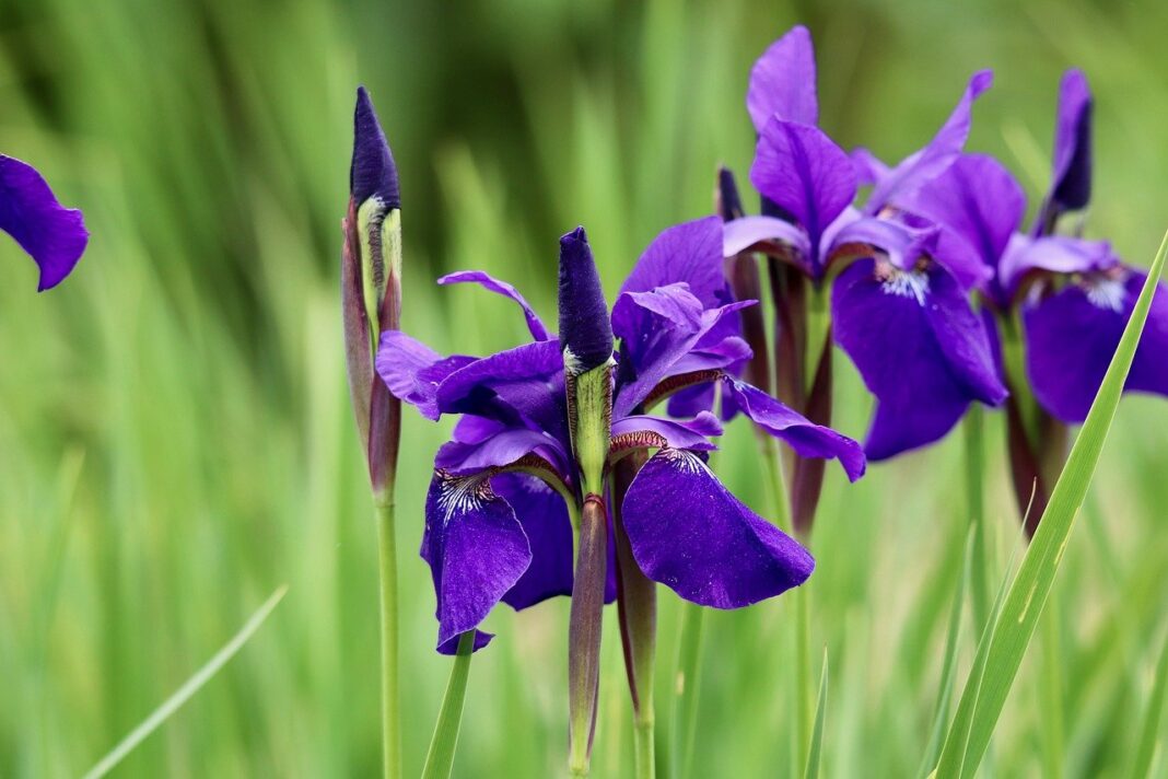 iris, sword lilies, flower-8065271.jpg