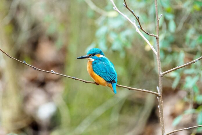 kingfisher, bird, animal-8051327.jpg