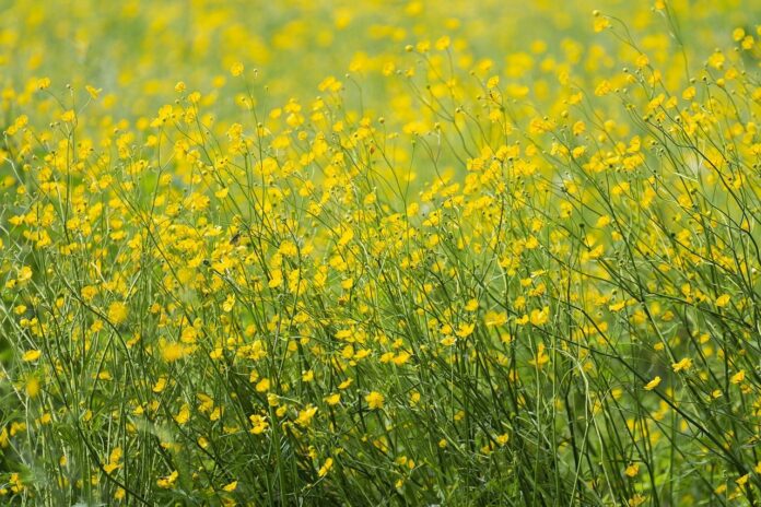 meadow, 4k, free wallpaper-8071932.jpg