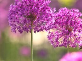 purple flowers, free background, allium-8026986.jpg