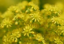 rock stonecrop, sedum rupestré, yellow flowers-8047566.jpg