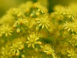rock stonecrop, sedum rupestré, yellow flowers-8047566.jpg