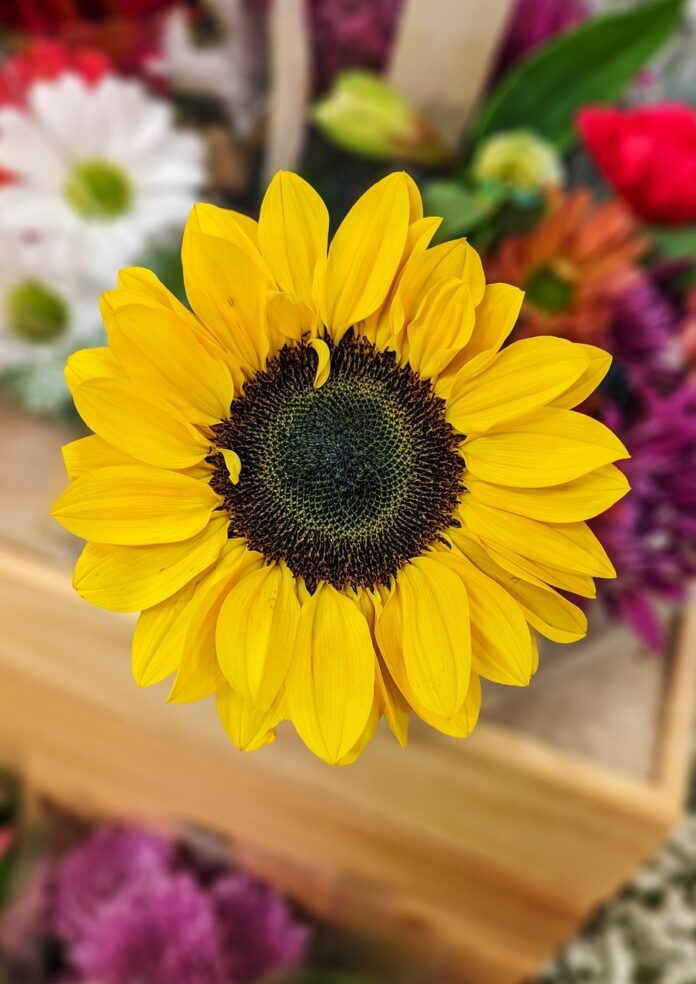 sunflower-flowers-blossom-8056496 sunflower, flowers, blossom-8056496.jpg