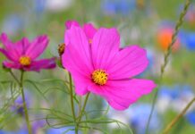 flower, cosmos flower, blooming meadow-8142068.jpg