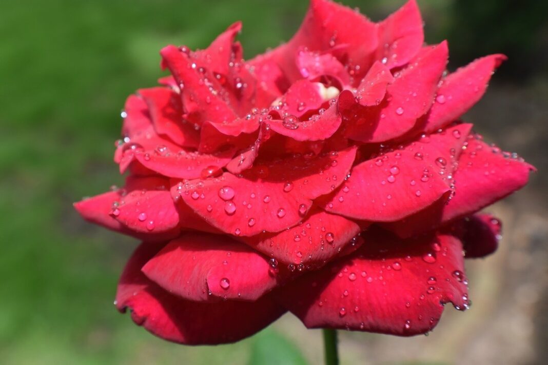 flower, flower wallpaper, rose-8118501.jpg