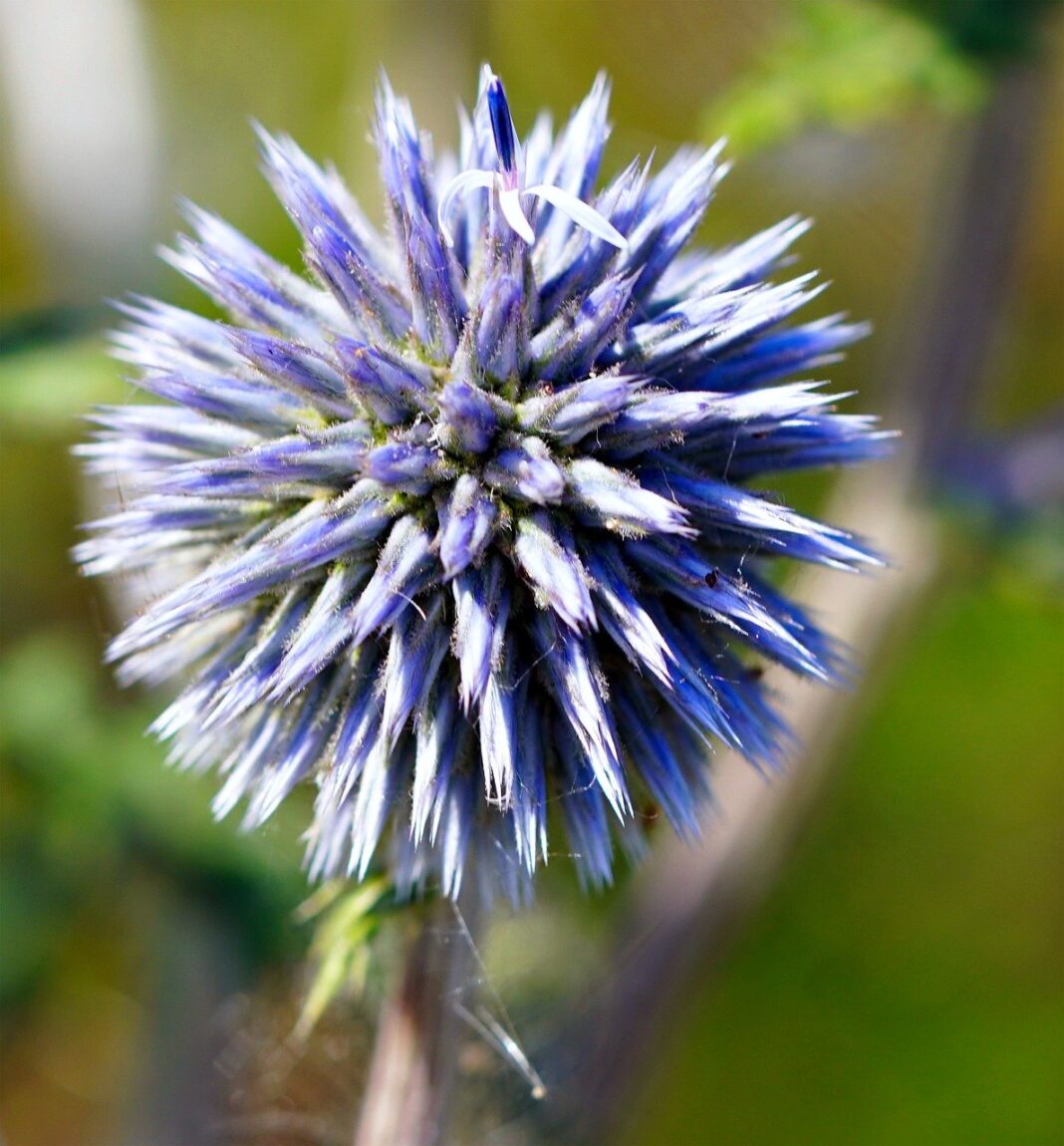 flower, thistle, flora-8113009.jpg