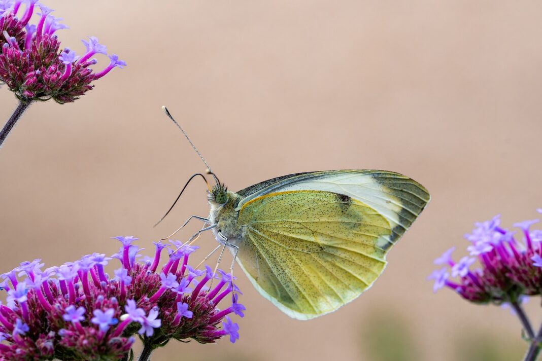 flowers, butterfly, laptop wallpaper-8140744.jpg