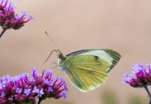 flowers, butterfly, laptop wallpaper-8140744.jpg