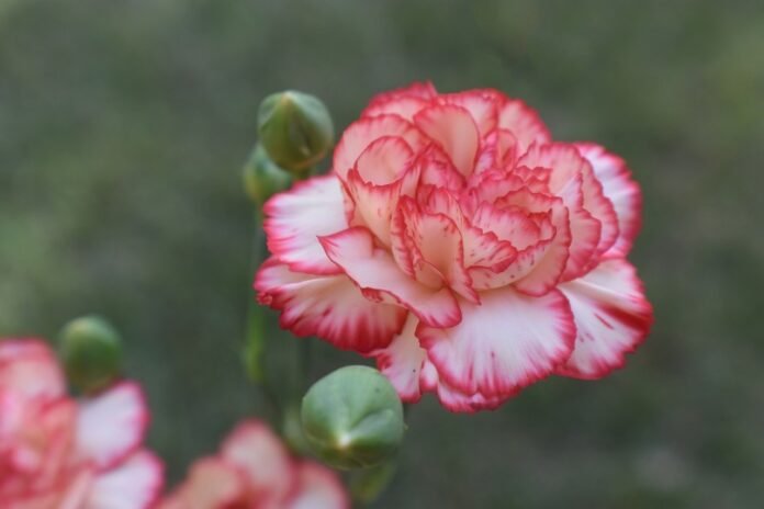 flowers-flower-wallpaper-nature-background-8140376 flowers, flower wallpaper, nature background-8140376.jpg