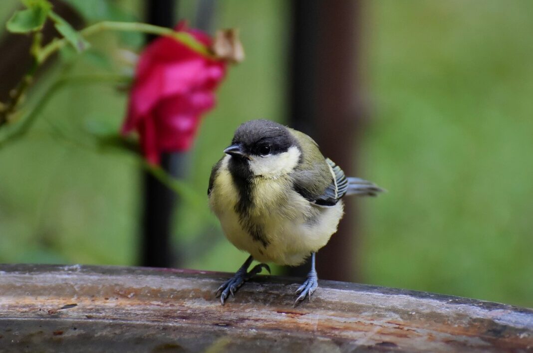 great tit, tit, bird-8121893.jpg