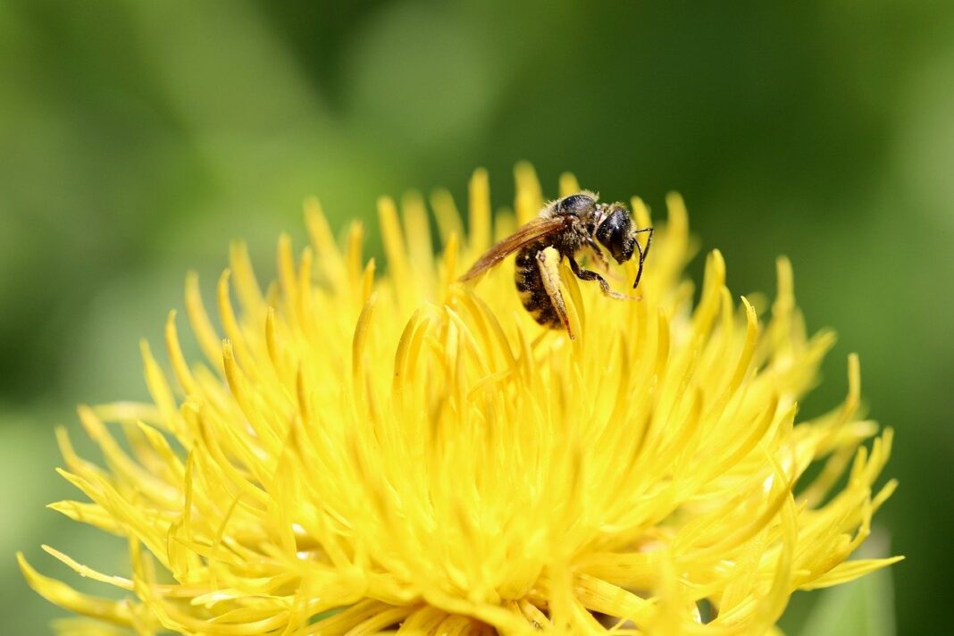 large-headed knapweed, furrow bee, insect-8107561.jpg