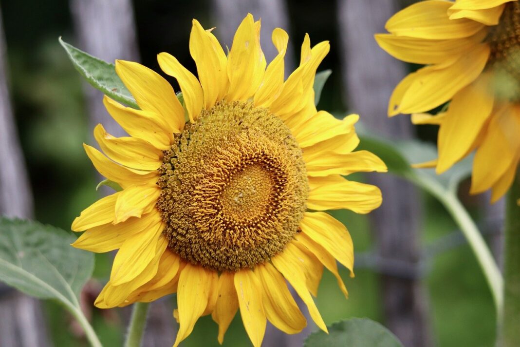 ordinary sunflower, petals, nature-8142904.jpg