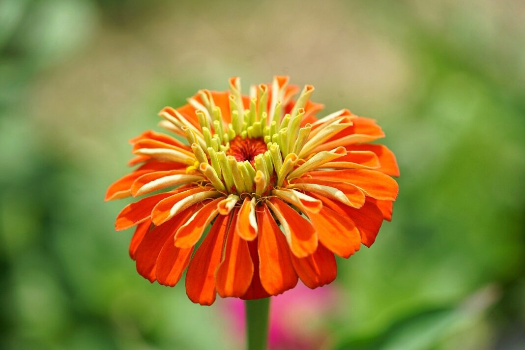 zinnia, flower, plant-8142438.jpg