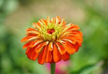 zinnia, flower, plant-8142438.jpg