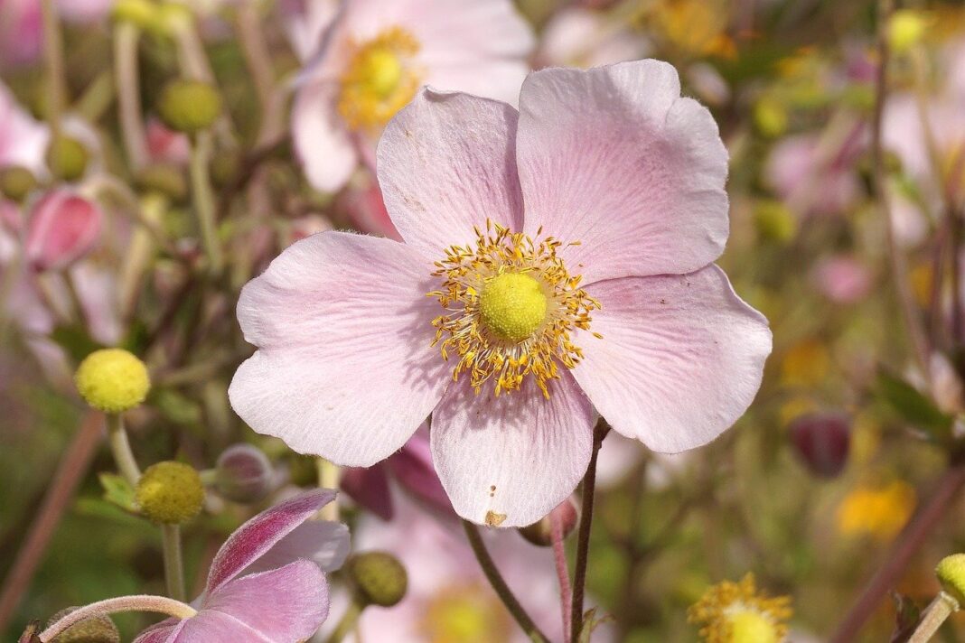 anemone, flowers, plants-8148422.jpg