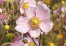 anemone, flowers, plants-8148422.jpg