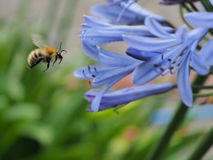 bee-african-lily-pollination-8212882 bee, african lily, pollination-8212882.jpg