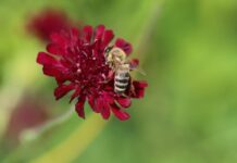 bee, honey bee, insect-8193474.jpg