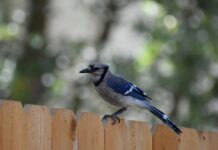 bird, blue jay, jay-8192896.jpg