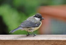 bird, great tit, tit-8156404.jpg