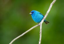 blue, bird, nature-8186653.jpg